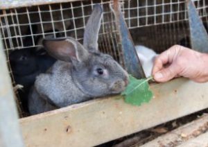 Untuk cara beternak kelinci untuk pemula sebaiknya pemberian pakan bisa menggunakan pelet saja, jika sudah mahir dan sudah lama anda bisa menggunakan pakan yang bisa anda buat dengan sayuran, buah, dan vitamin yang di campur. Cara Ternak Kelinci Potong Yang Mudah Untuk Dilakukan